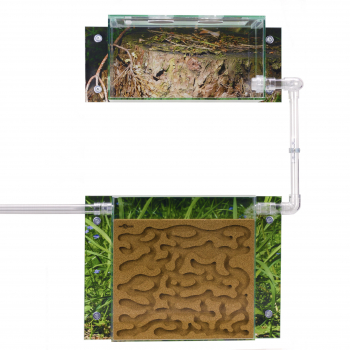 Wall-mounted formicarium set